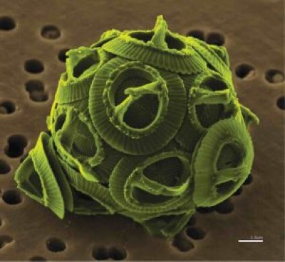 Coccolithophorids: They help regulate the temperature of our biosphere Coccolithophorids: They help regulate the temperature of our biosphere